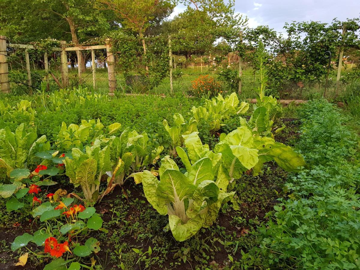 La Monturera, Loft De Campo Apartment Colonia del Sacramento Ngoại thất bức ảnh